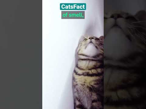 CatsFact #12 Unveiling the Feline Sense of Smell! #catsfacts #cats #shorts