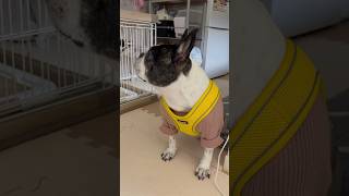 微かな物音でパパの帰宅を察知するフレブル