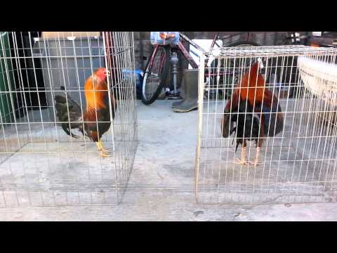 Semental Sweater y Round Head puro 2014