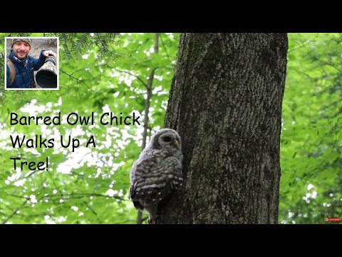Barred Owl Chick Branching (Mom Calls Out Encouragement)