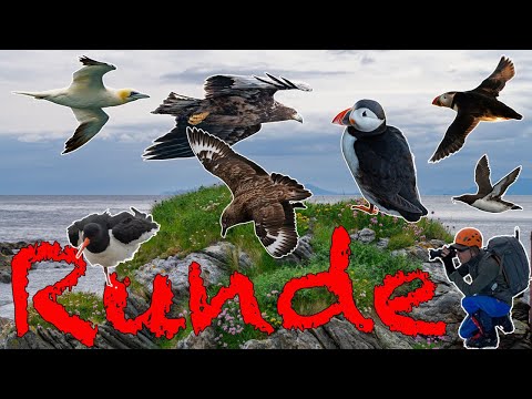 Abenteuer auf Norwegens Vogelinsel Runde 🐧 Übernachtung im Leuchtturm, Vögel auf hohen Klippen