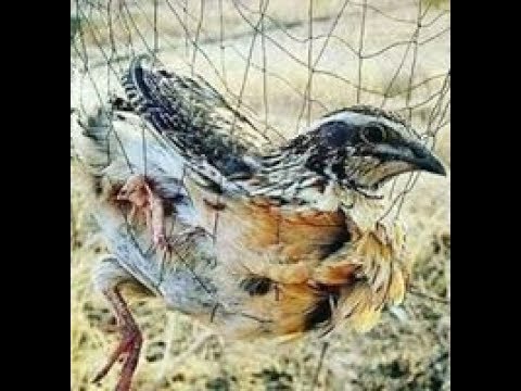 download lagu mp3 mp4 Quail Hunting In Pakistan, download lagu Quail Hunting In Pakistan gratis, unduh video klip Quail Hunting In Pakistan