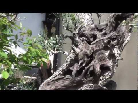 A walk around Walter Palls Bonsai garden