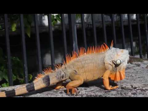 Jumpout L.O - "Bananas" Prod. By 1 Of A Kind