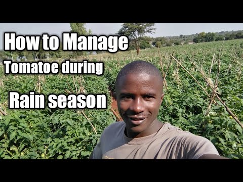 , title : 'How toTake care of open field tomatoes during rain season and why supporting tomatoes is important'