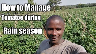 How toTake care of open field tomatoes during rain season and why supporting tomatoes is important