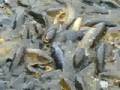 Feeding Frenzy