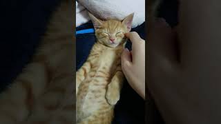 茶トラ子猫、十兵衛くん。２ヶ月