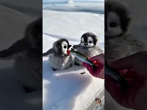 #cute #penguin #tutorial #animals #coloring #colormixingmagic #art #diy #funny #drawing