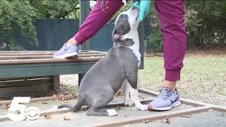 Fayetteville Animal Services waiving adoption fees for limited time