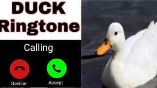 Download lagu Duck sound ringtones // animal ringtone // Birds ringtone  ! mp3 Download lagu Duck sound ringtones // animal ringtone // Birds ringtone  ! mp3