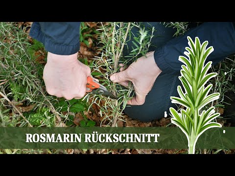 Rückschnitt bei verholztem Rosmarin – der Trick für neue Triebe!