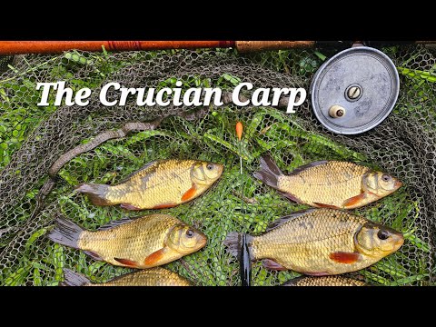 Underwater Perspective  - The Crucian Carp