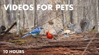 Saturday Morning Cartoons for Pets - 10 Hour Forest Friends Edition - Cat TV for Cats - Apr 06, 2024