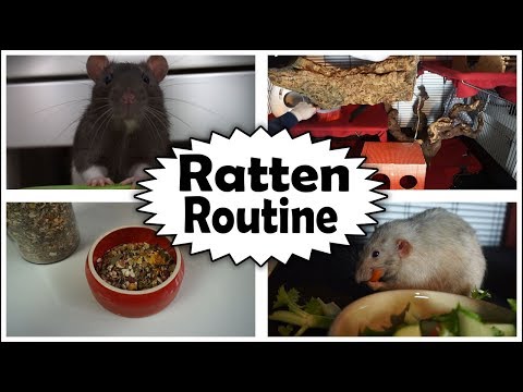 21 Neu Chinchilla Käfig Einrichtung Kaufen Grafiken 21 Neu Chinchilla Käfig Einrichtung Kaufen Grafiken