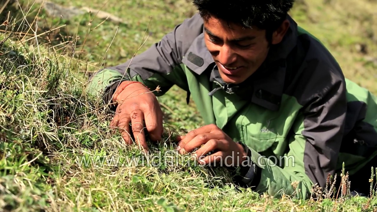 Cordyceps sinensis - The Magical Caterpillar-Fungus of the Himalaya