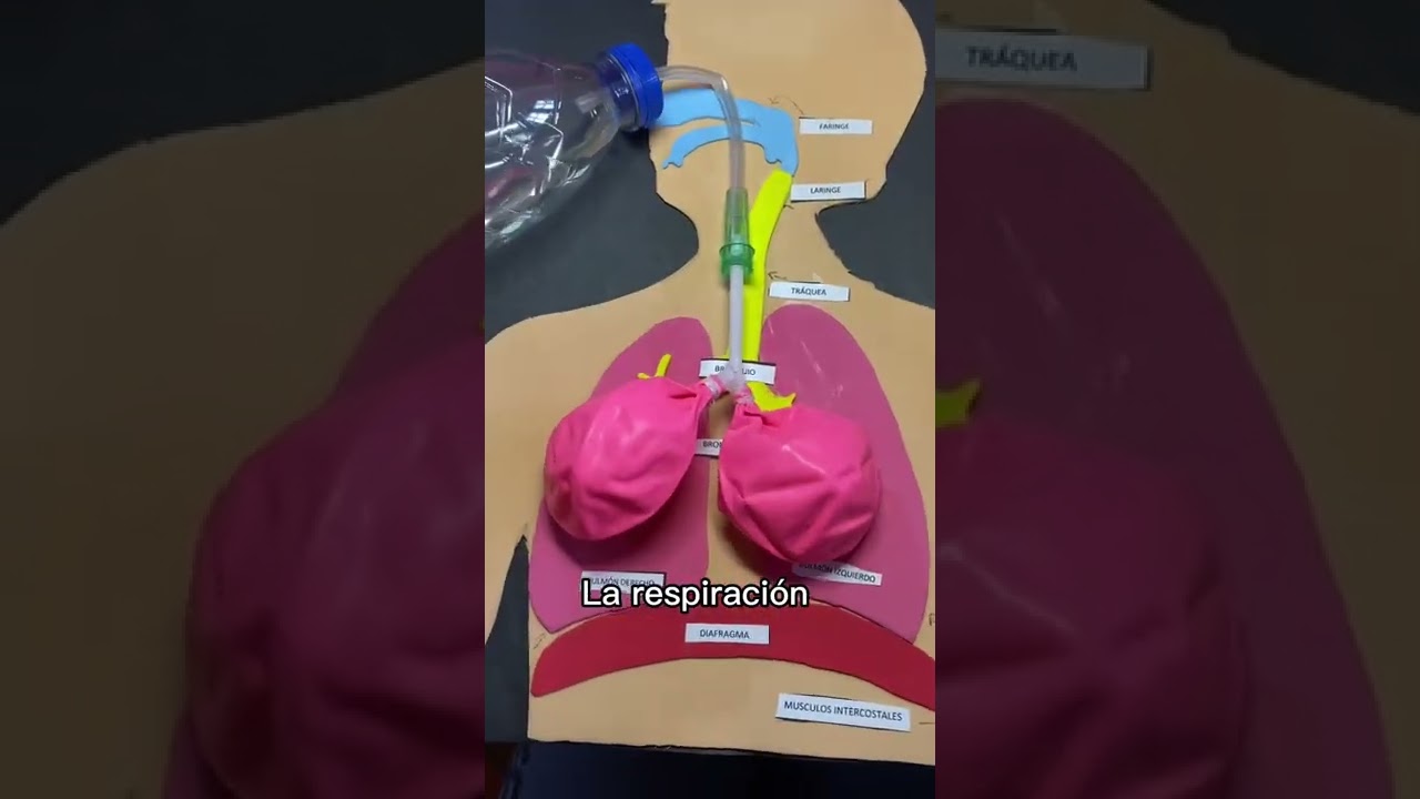 #Shorts Idea para maqueta escolar del sistema respiratorio #vidaescolar #colegio