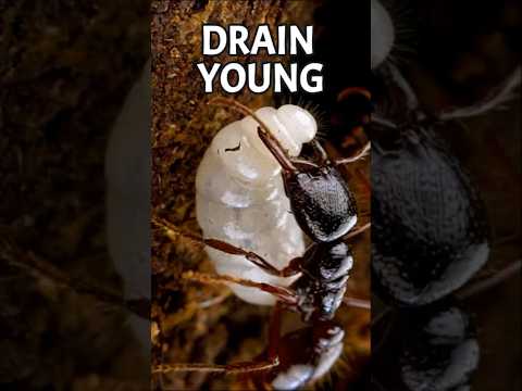 #7 The ant that survives by feeding on its own you