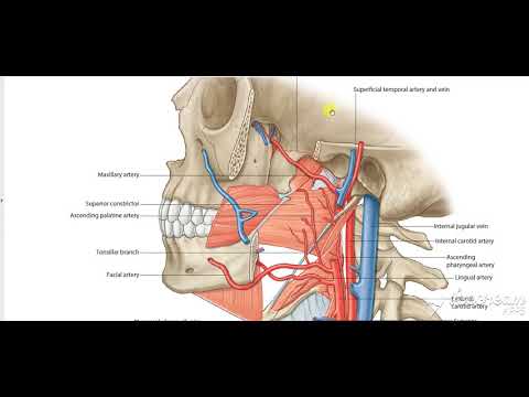External Carotid Relations 2