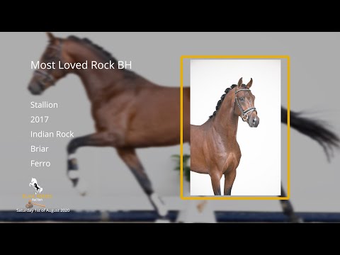 Most Loved Rock BH (Indian Rock x Briar x Ferro) stallion, 2017
