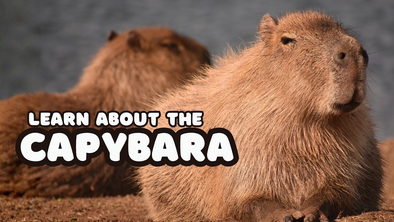 Education App Menu Practice Shadowing: Meet the Capybara! | The World’s Largest Rodent ...