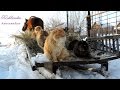 Winter, Siberia 10 Cats and horse Yasha, Зима, Катание на ...