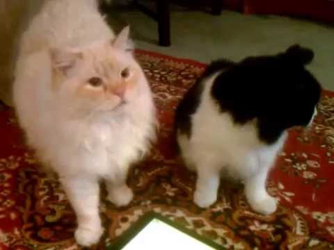 Willy and Mischa, playing "get the mouse " @charmi