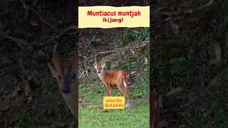 Download lagu Menjangan #shorts mp3