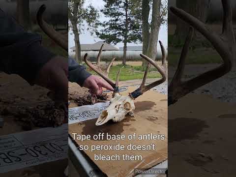 Cleaning a Deer Skull for a European Mount!