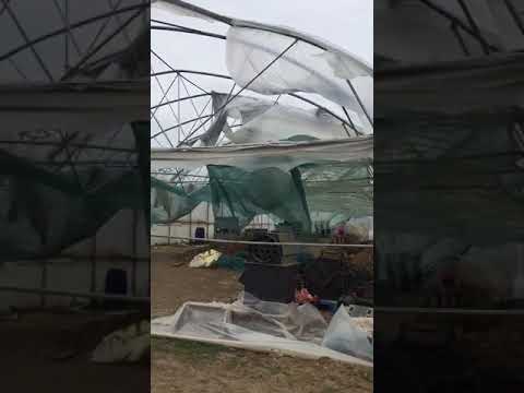 Greenhouses Destroyed During COVID-19 Crisis