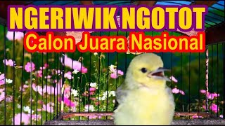 Download lagu Calon Ngotot : Anakan Cipoh / Sirtu Jantan Umur 2 Minggu Belajar Bunyi mp3 Download lagu Calon Ngotot : Anakan Cipoh / Sirtu Jantan Umur 2 Minggu Belajar Bunyi mp3