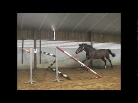 Sold: Quasimodo Z x Hold up premier