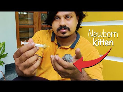 ഒരു ദിവസം പ്രായമുള്ള കിറ്റനെ ഫീഡ് ചെയ്തപ്പോൾ... | Newborn kitten feeding malayalam video