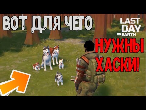 Новая Порода Хаски ! Где найти и как приручить ? Last Day on Earth: Survival