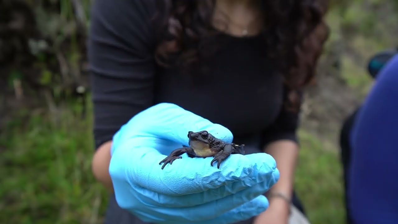“Una Alianza por el Jambato: Bitácora de actividades”