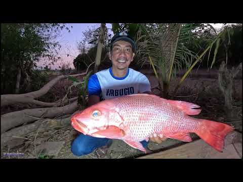 BIG RED SNAPPER sa Longline fishing-P2