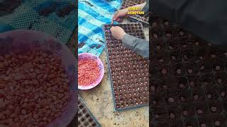 Download lagu Not many people know that it is better to plant sweet corn in seedlings. mp3