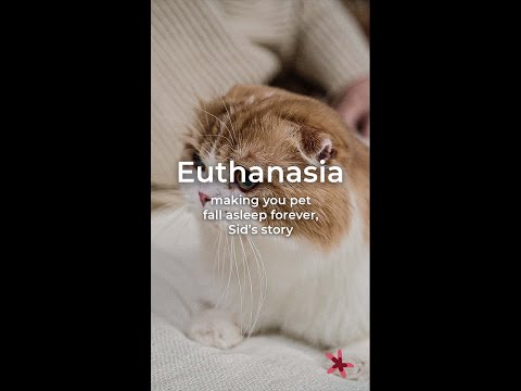 Euthanasia: making you pet fall asleep forever, Sid’s story