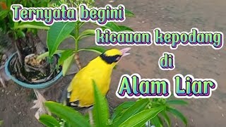 Download lagu kicauan kepodang di Alam liar mp3