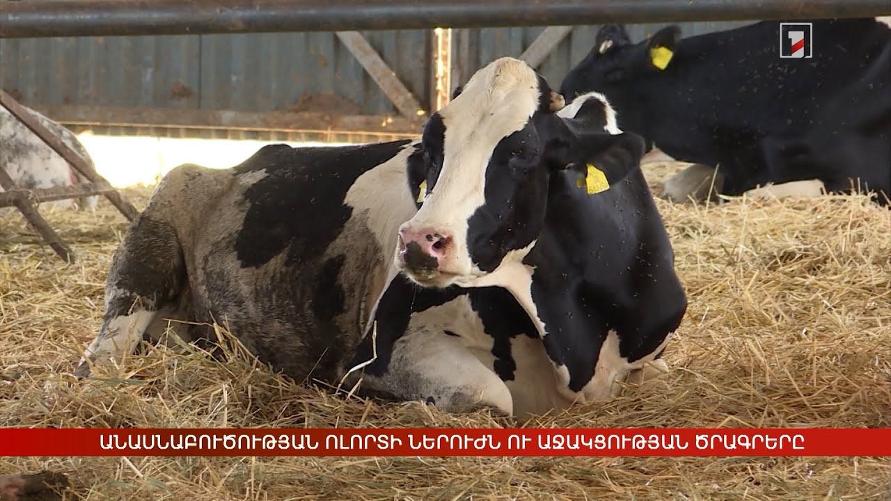 Անասնաբուծության ոլորտի ներուժն ու աջակցության ծրագրերը