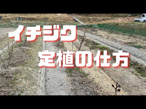 園芸 果樹を植える