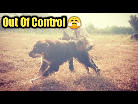 Dilraj The Gentle Giant Out Of Control |Gaddi & Tibetan Mastiffs From Naaz Kennel