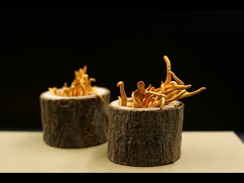 Mushroom Magic: Discovering Functional Mushrooms as the New CBD Alternative