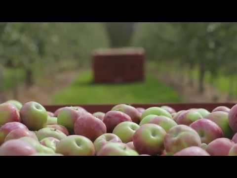 download lagu mp3 mp4 Bc Apples In Season, download lagu Bc Apples In Season gratis, unduh video klip Bc Apples In Season