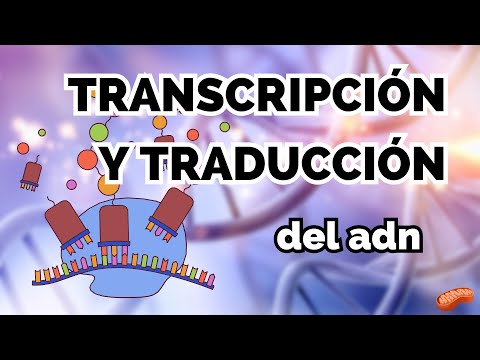 TRANSCRIPTION AND TRANSLATION (The Central Dogma)