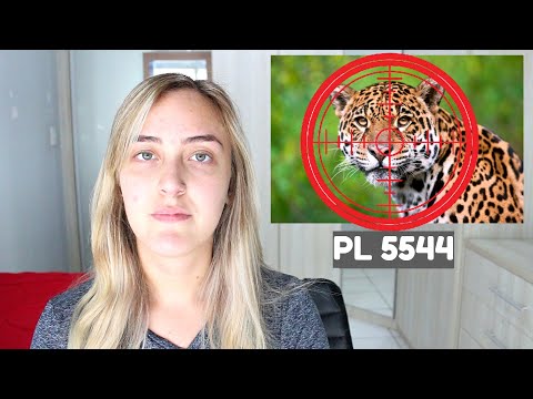 O QUE É PL 5544 E POR QUE NÃO DEVERIA EXISTIR | Julia Maciel