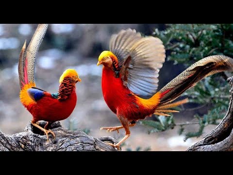 What animals can only be found in China?