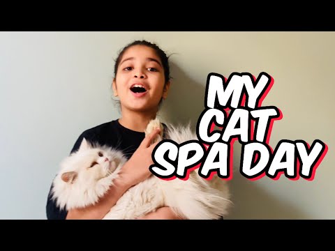 Aayat Arif || My Cat Spa Day || vlog