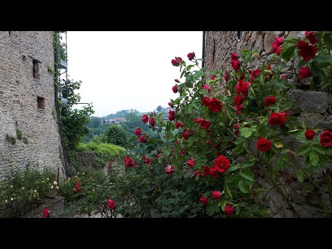 Bossolasco e le rose.