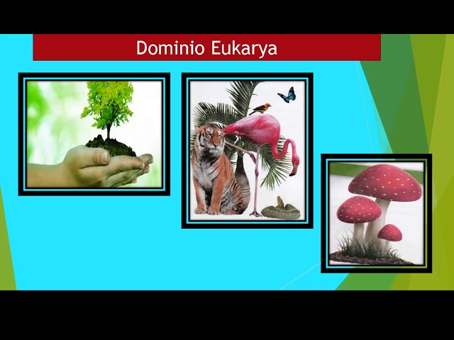 Vídeo relacionado con Ciencias de la naturaleza. 5 Primaria. Revuela. Comunidad de Madrid
